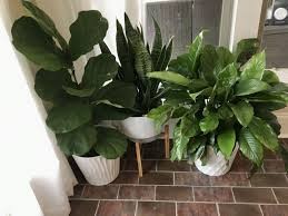 Indoor Plants