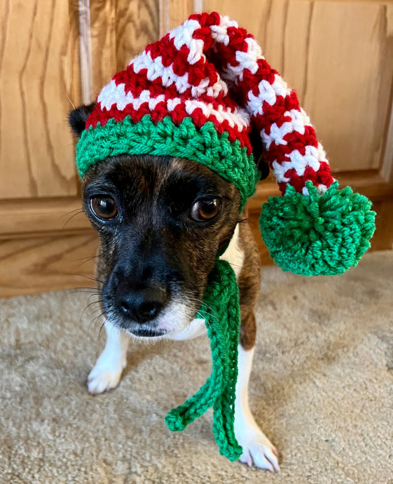 Crochet Small Dog Elf Hat