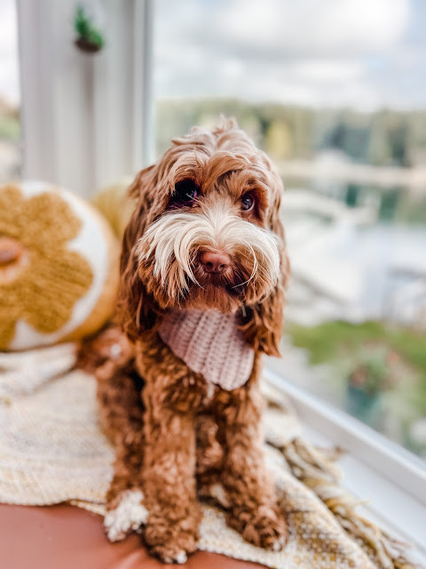 Crochet Dog Bandana